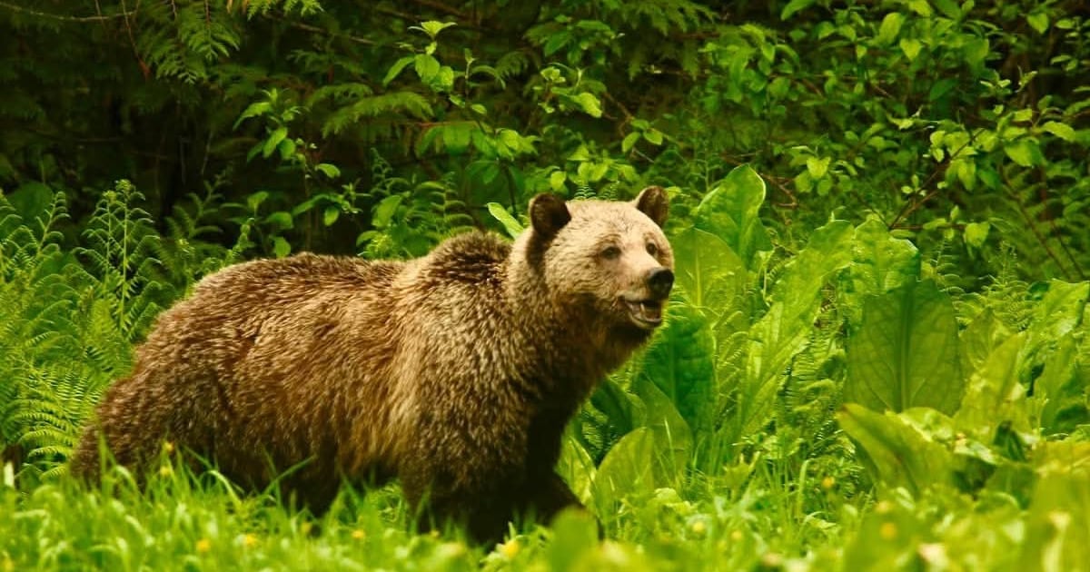 Grizzly Bear and Cubs Actions Taken by Conservation Officers in Nelson, British Columbia
