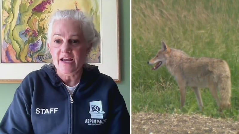 Here’s how people and wildlife can happily exist together this spring
