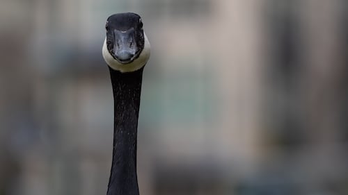 Driver sped up, swerved across lanes to intentionally strike Canada geese: U.S. officials