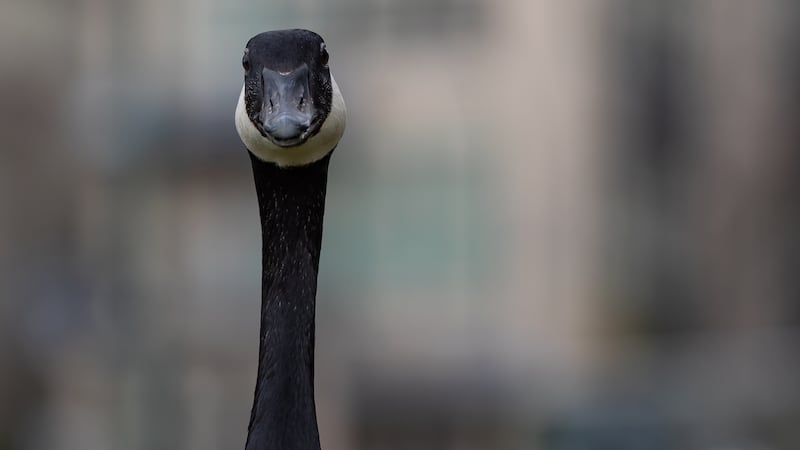 Driver sped up, swerved across lanes to intentionally strike Canada geese: U.S. officials