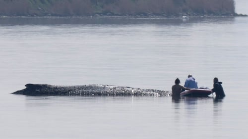 German rescuers plan to use air cushions to save Timmy the stranded whale