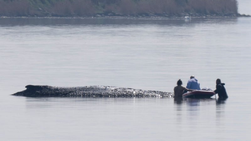 German rescuers plan to use air cushions to save Timmy the stranded whale