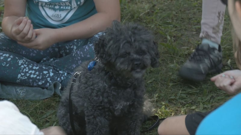 Summer camp in Collingwood explores human-animal bond
