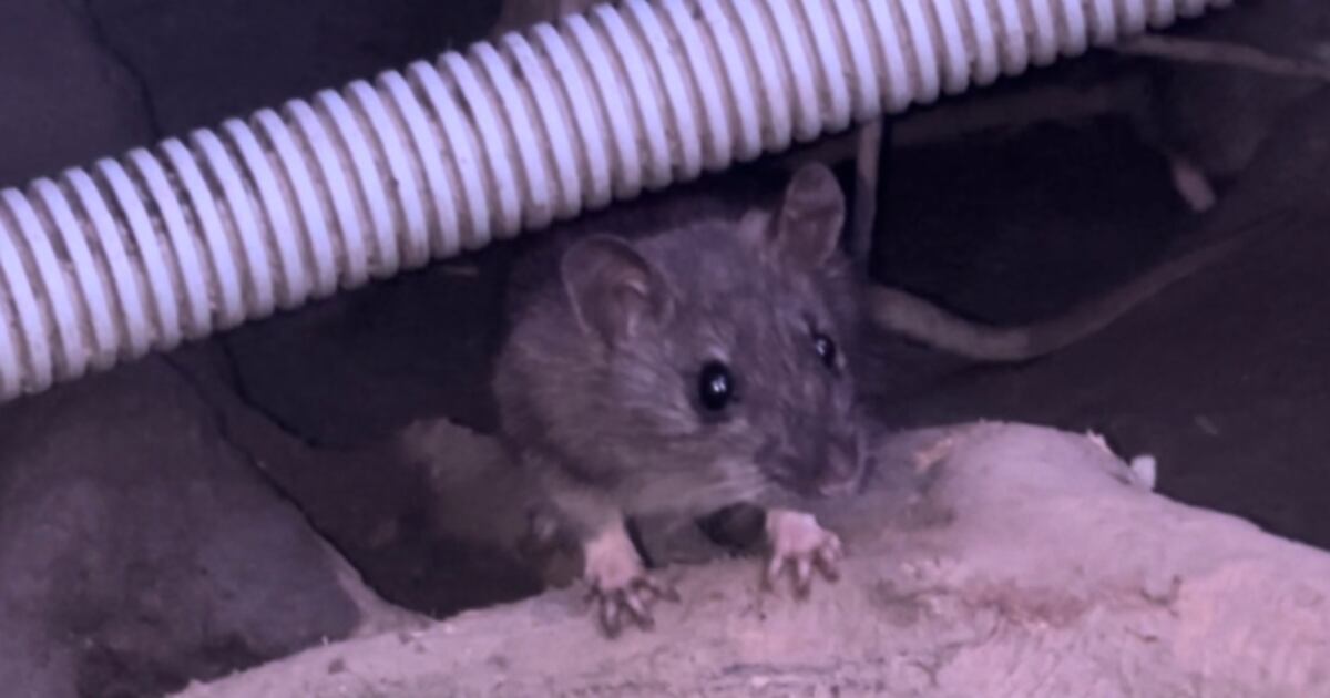 Rat Rampant Concerns about rats running rampant in Waterloo, Ont.