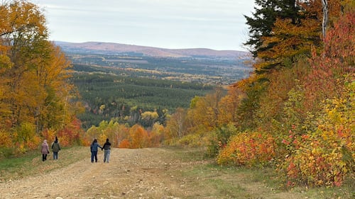 Trees are pictured with the leaves changing colours.