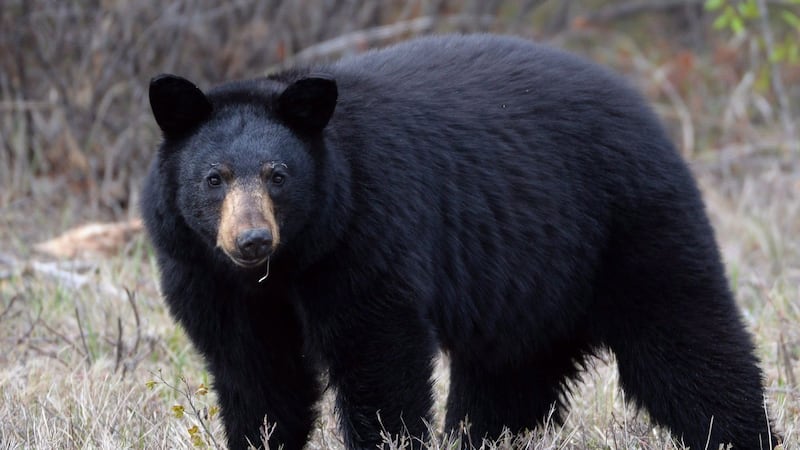 Bear dies after becoming trapped inside car