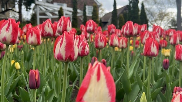 Canadian Tulip Festival kicks off busy tourism season in Ottawa