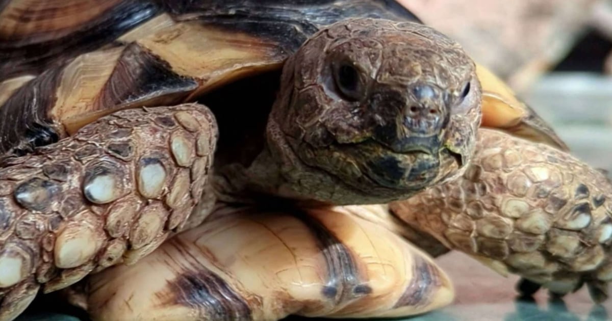 Can Tortoise Survive Cold Weather: Essential Survival Tips Revealed