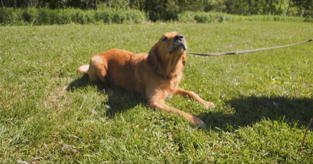 Pups in left field; new dog park placed behind ball diamond in tiny Ont. hamlet