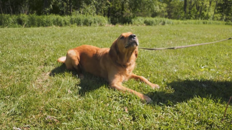 Pups in left field; new dog park placed behind ball diamond in tiny Ont. hamlet