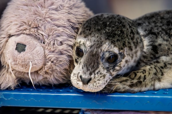 Days-old seal pup marks first rescue of 2026 season for Vancouver Aquarium