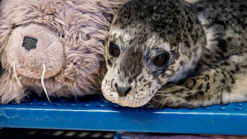 Days-old seal pup marks first rescue of 2026 season for Vancouver Aquarium