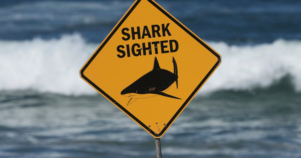 Shark attack survivor speaks out after losing leg surfing in Australia