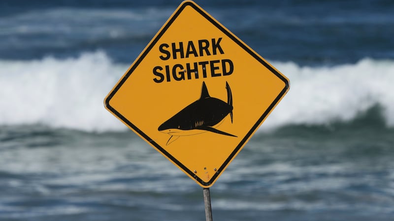 Shark attack survivor speaks out after losing leg surfing in Australia