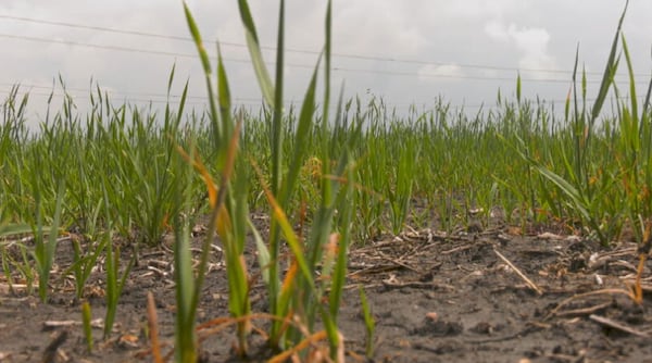Manitoba farmers losing $77M a year to herbicide-resistant weeds, new study finds