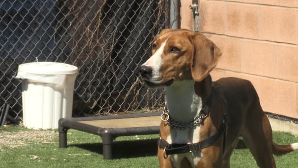 Dog still waiting for a new family after one year at Humane Society