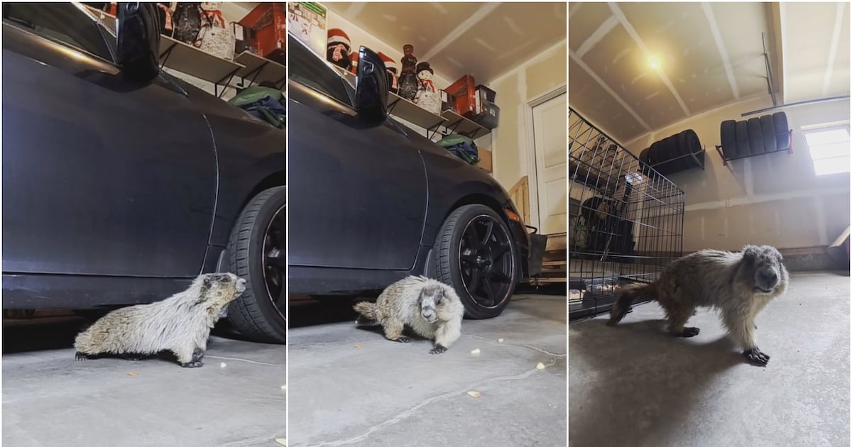 Stowaway marmot found in Airdrie man’s garage after drive from Kananaskis