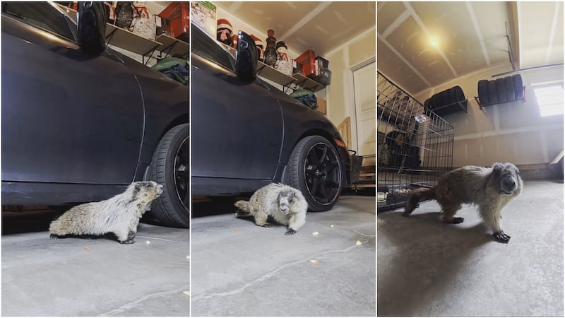 Marmot returned home to Kananaskis after hitching ride to Airdrie