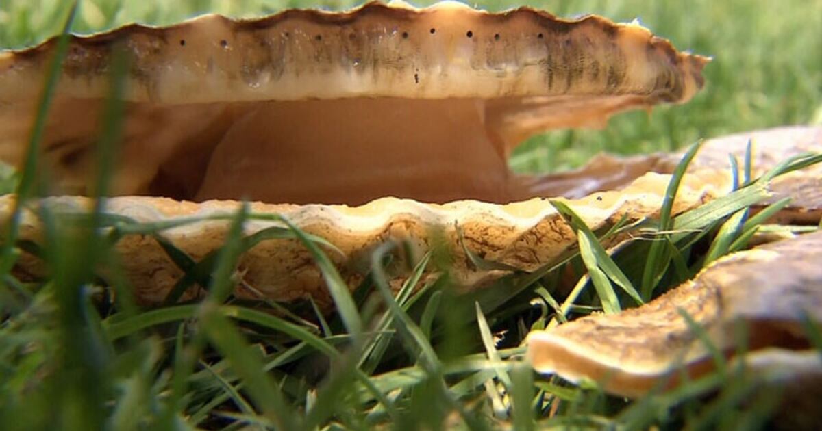 Flsuhed Red Rash Shellfish Rash of shellfish-related illnesses prompts health warning