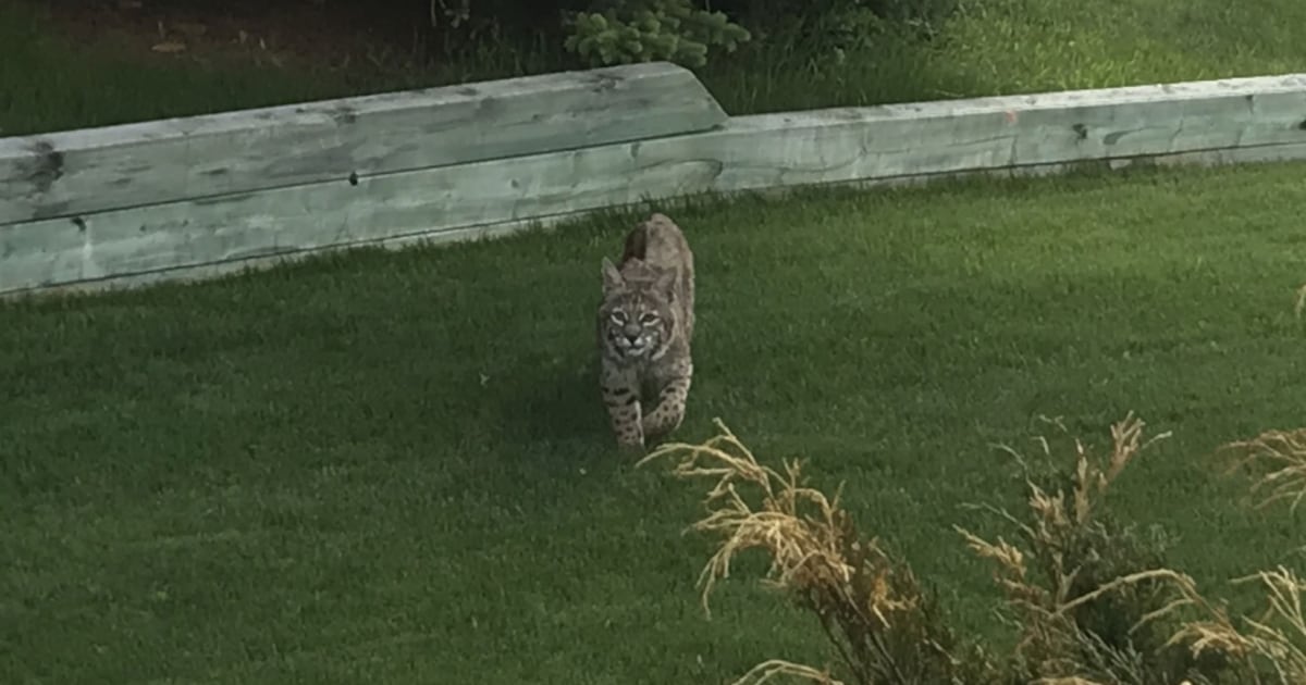 Bobcat In Calgary Wildlife this week: Bobcats in every corner of Calgary