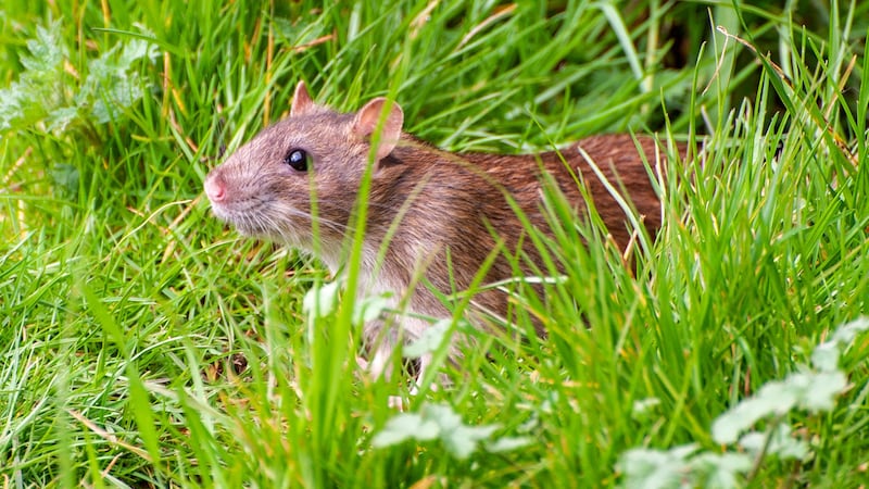Dead rat found in Bowden, Alta.; officials call in Rat Patrol