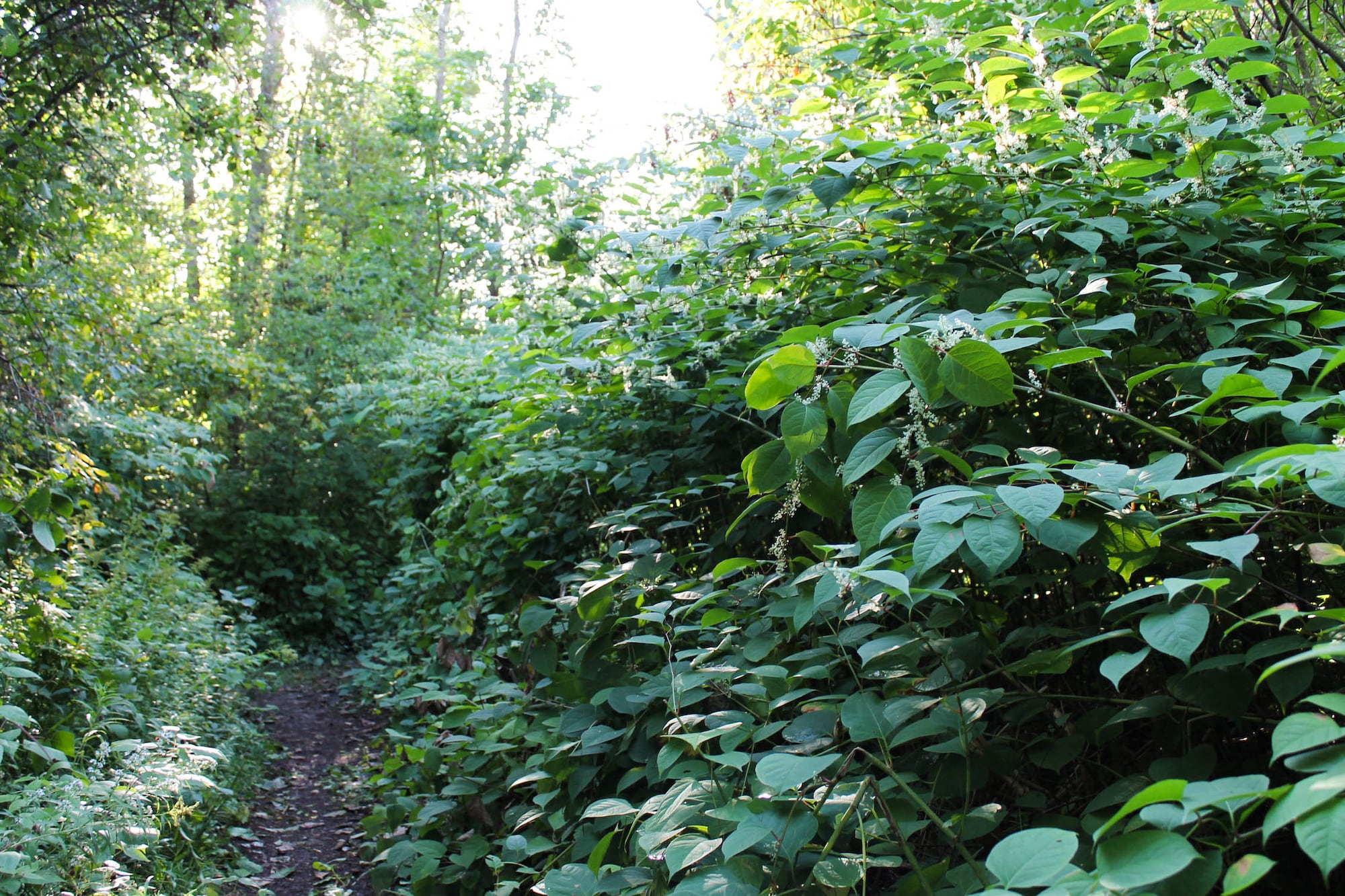 Ontario hit hardest by invasive species in Canada. Here's what experts ...