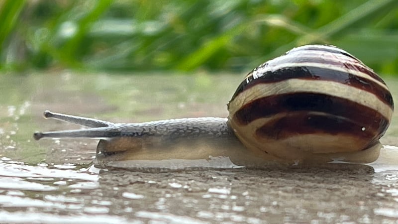 Cool, unsettled start to May expected in Windsor-Essex