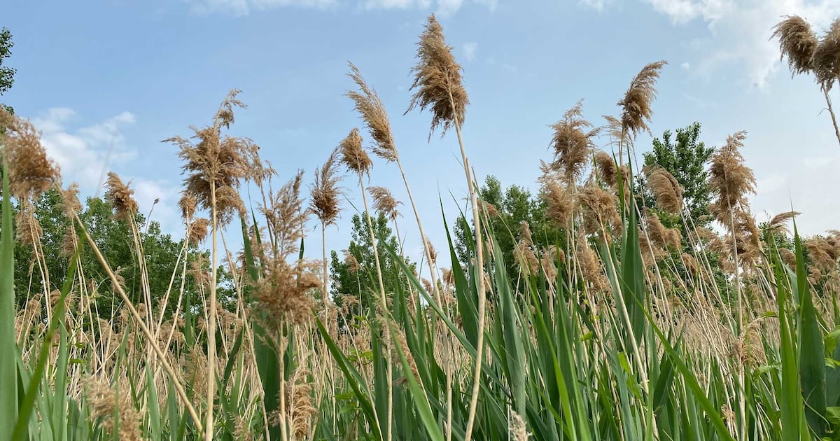 Phragmites control in effect next month at Ojibway Prairie Complex