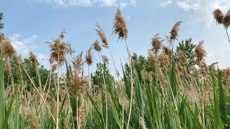 Phragmites control to take place in Kingsville through October