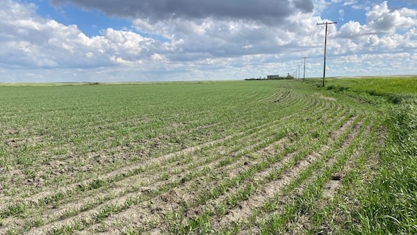 Heavy storms bring damage to some Sask. crops, equipment: crop report
