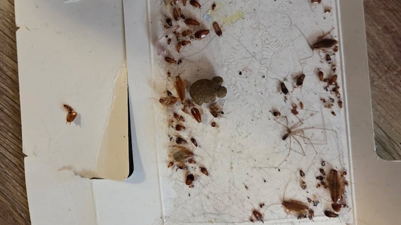 Renters rally over cockroach, mice infestations and disrepair in Halifax housing