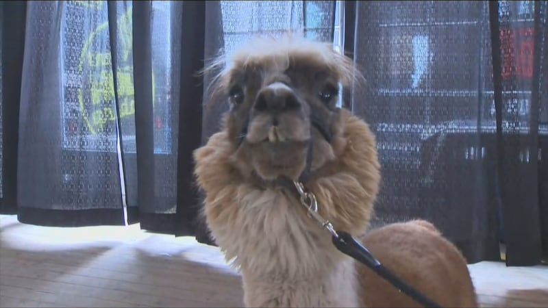 Celebration of pets take over Spruce Meadows for a weekend