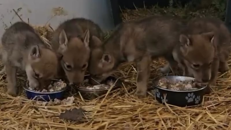 Injured coyote gives birth at Muskoka wildlife sanctuary, pups reach new milestone