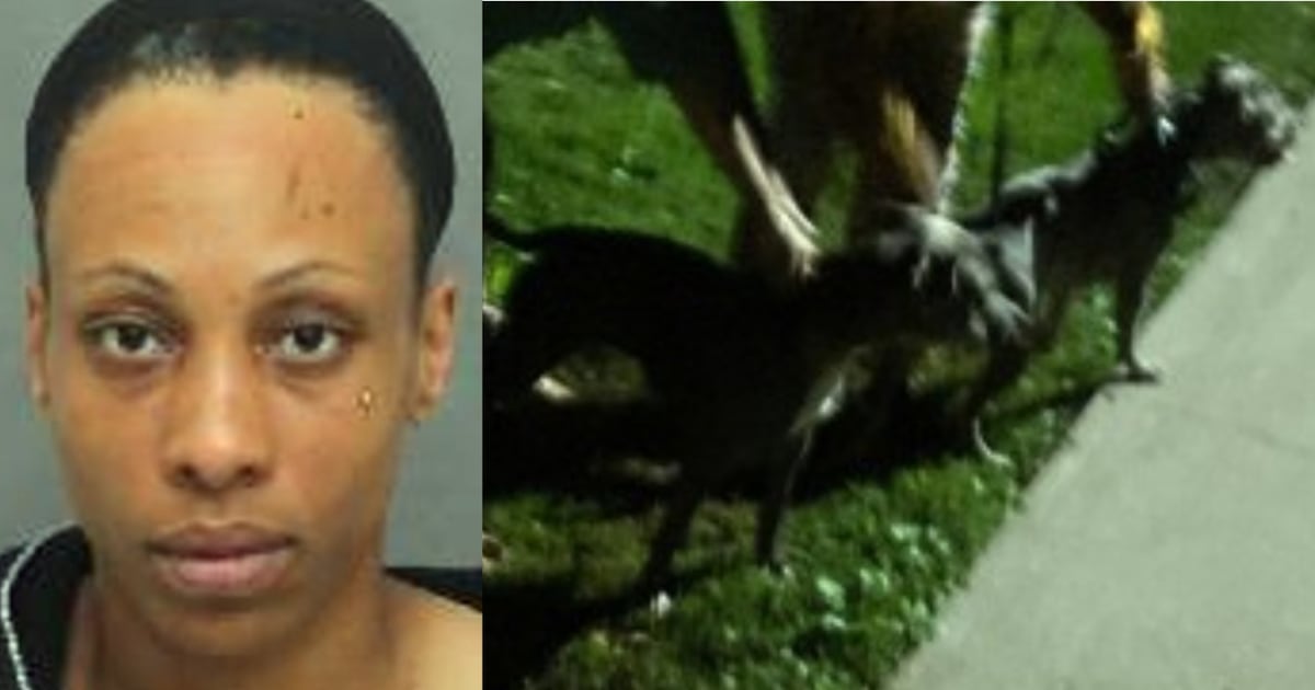 Woman arrested after 2 dogs attack person and another dog near Toronto park - CTV News