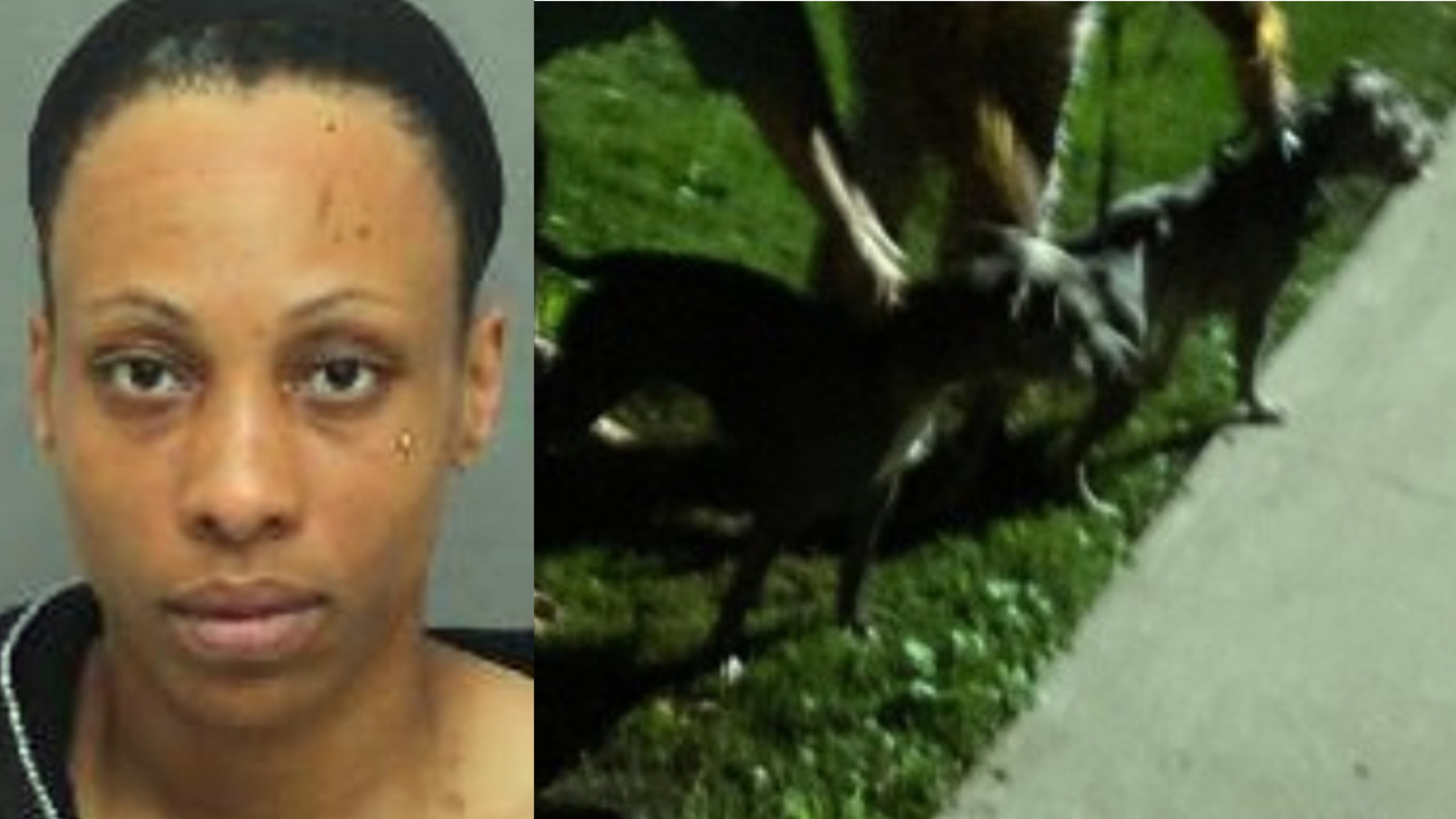 Woman arrested after 2 dogs attack person and another dog near Toronto park