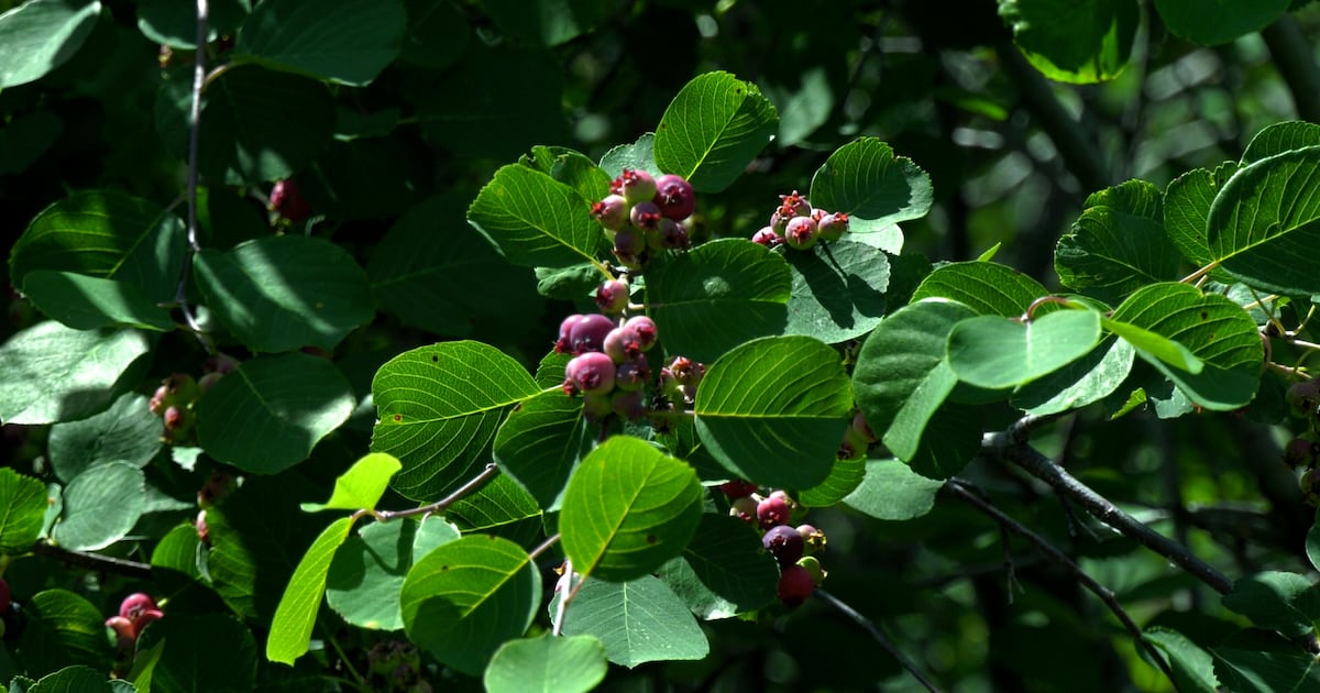 Sunshine brings hope for Saskatoon berry growers after slow start