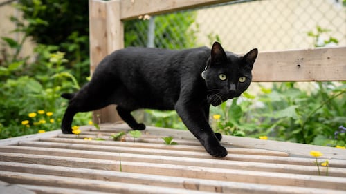 Second cat has contracted rabies in Quebec’s Montérégie region, health officials say