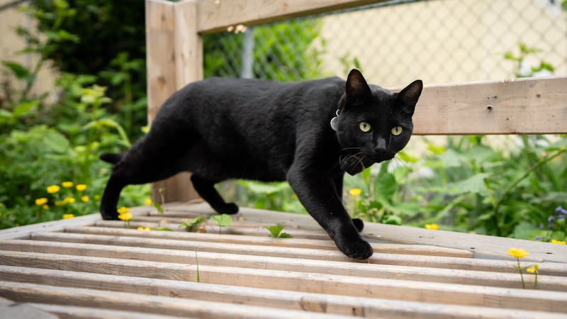 A second cat has contracted rabies in southern Quebec