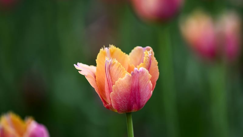 The five senses of spring: How climate change is shaping our experience of the season