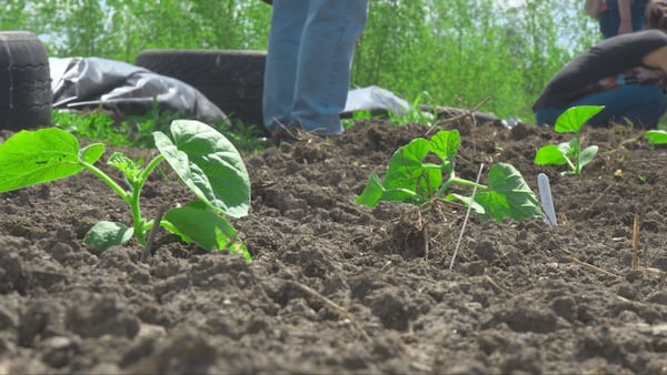 As city aims to develop Hippodrome site, gardeners continue producing Montreal melon
