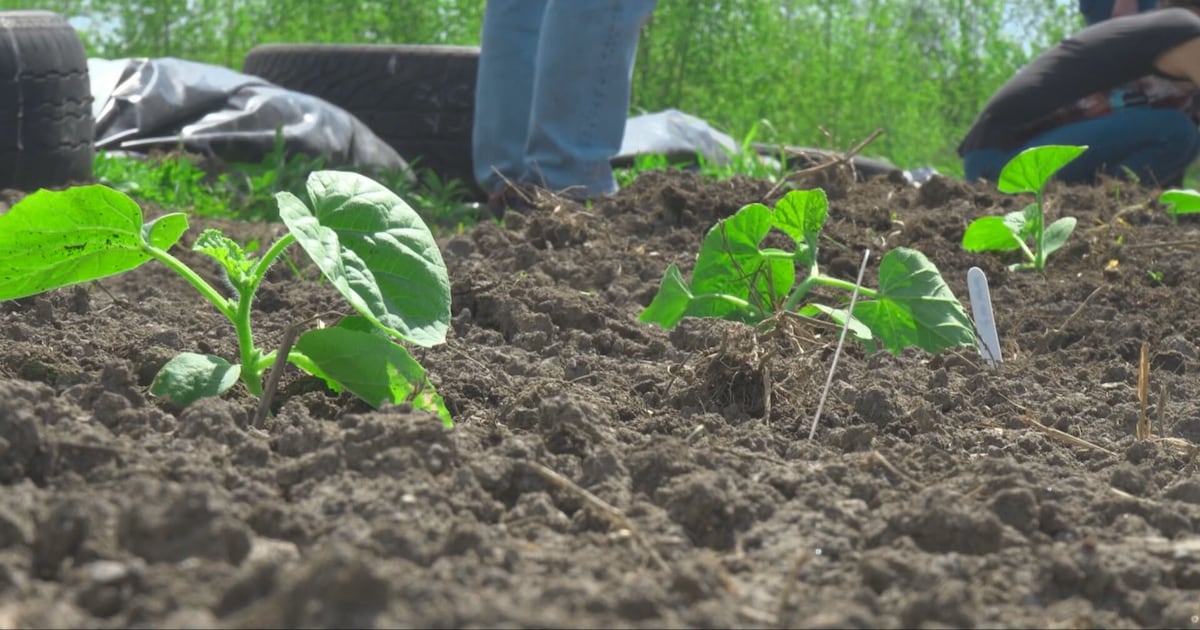 As city aims to develop Hippodrome site, gardeners continue producing Montreal melon