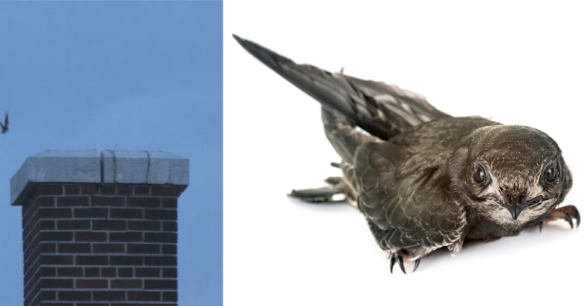 Chimney Swift ends up in old Barrie jail