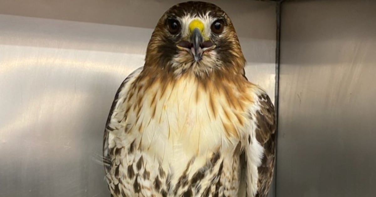 Wounded Hawk N.S. news: Injured hawk arrives at Hope for Wildlife