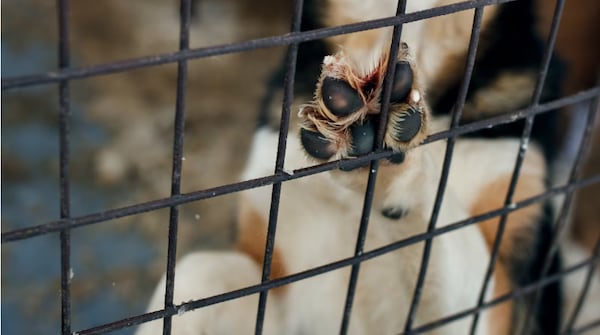 $1-million lawsuit against Ontario dog owners tossed after attack. Here’s why.