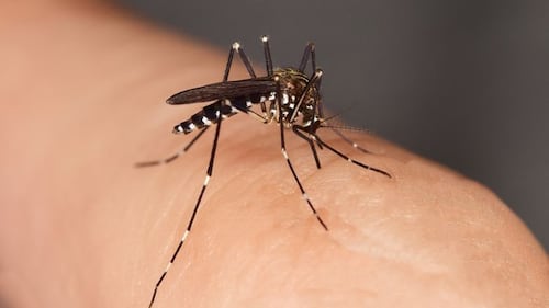 York Region reporting first batches of West Nile-positive mosquitoes of the summer