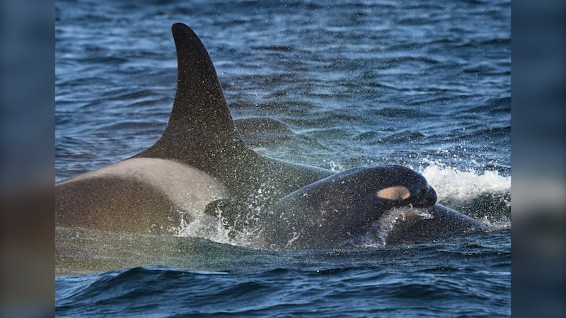 New southern resident orca calf discovered