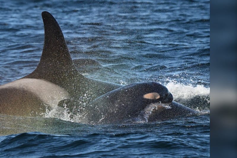 New southern resident orca calf discovered