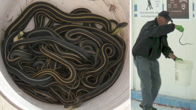 ‘They are just everywhere’: Garter snakes overrun Interlake community of Eriksdale