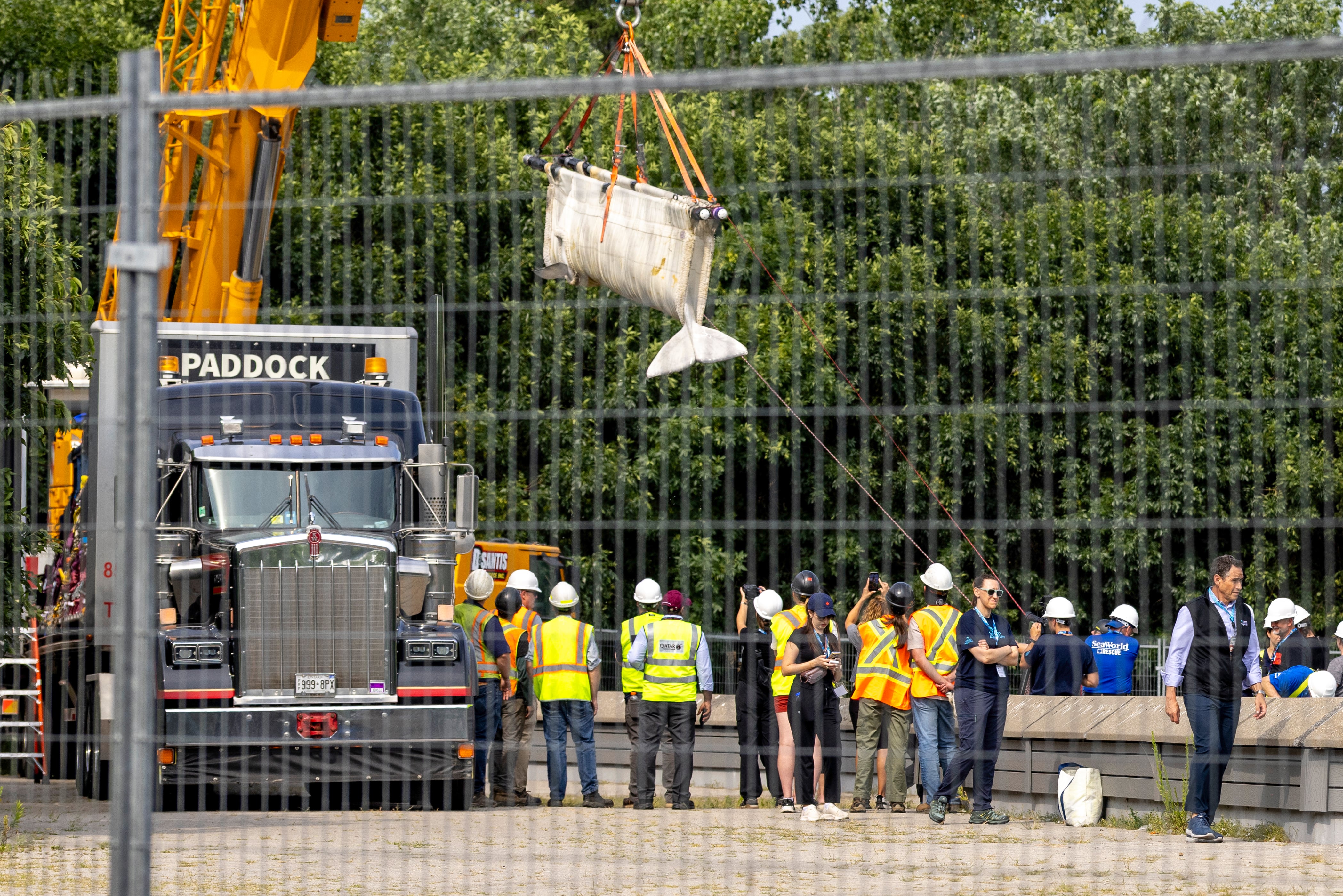 Six whales being moved out of Marineland, headed to U.S.