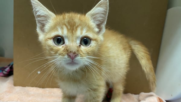 How foster families are giving SPCA animals a second chance